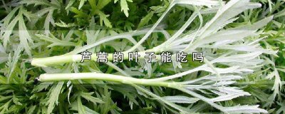 ​芦蒿的叶子能吃吗，食用芦蒿的禁忌