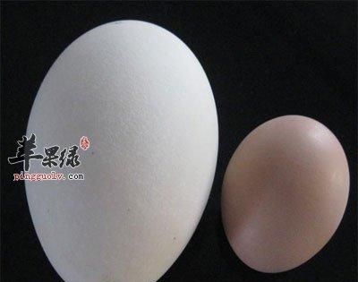 一个鹅蛋黄相当于几个鸡蛋黄