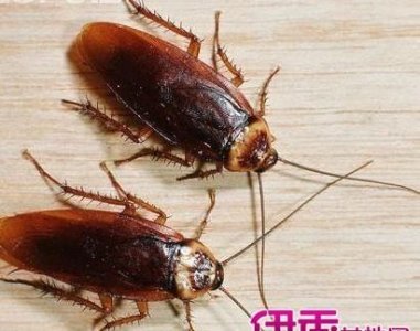 ​蟑螂多久会饿死,蟑螂多久会饿死