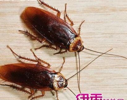 蟑螂多久会饿死