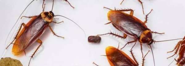 蟑螂多久会饿死,蟑螂多久会饿死图5