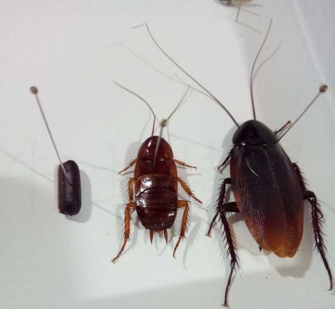 抓到一只蟑螂 饿死它要多久