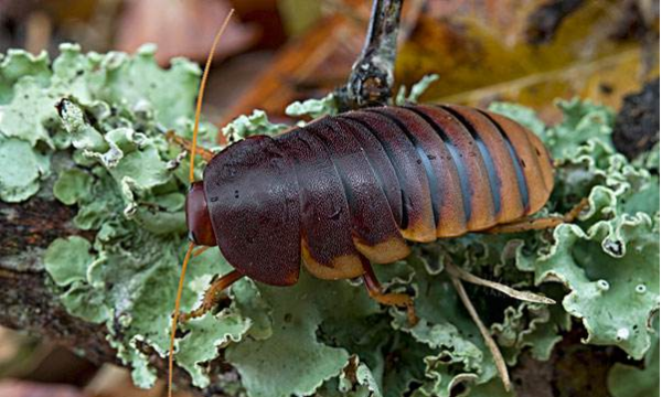 蟑螂多久会饿死,蟑螂多久会饿死图4