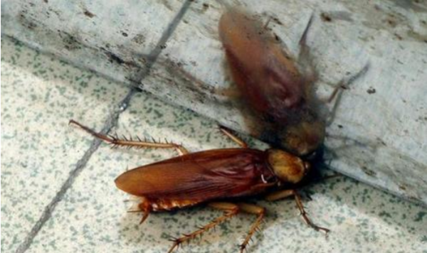 蟑螂多久会饿死,蟑螂多久会饿死图2