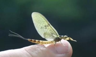 ​蜉蝣是什么动物，“蜉蝣”是一种什么样的动物？