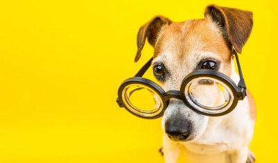​被猫咬了怎么办要不要打狂犬疫苗（被猫抓伤或被狗咬伤 第一时间这样做才是最要