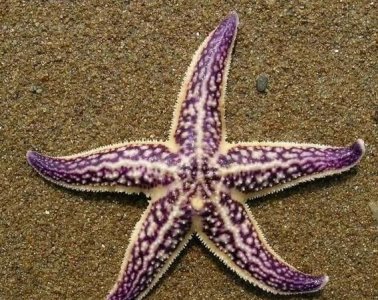 ​海星可以吃吗，长棘海星能吃吗？