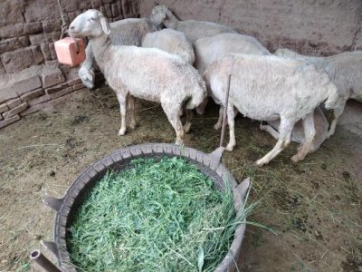 ​养羊业的前景分析（投入2万元发展养殖业）
