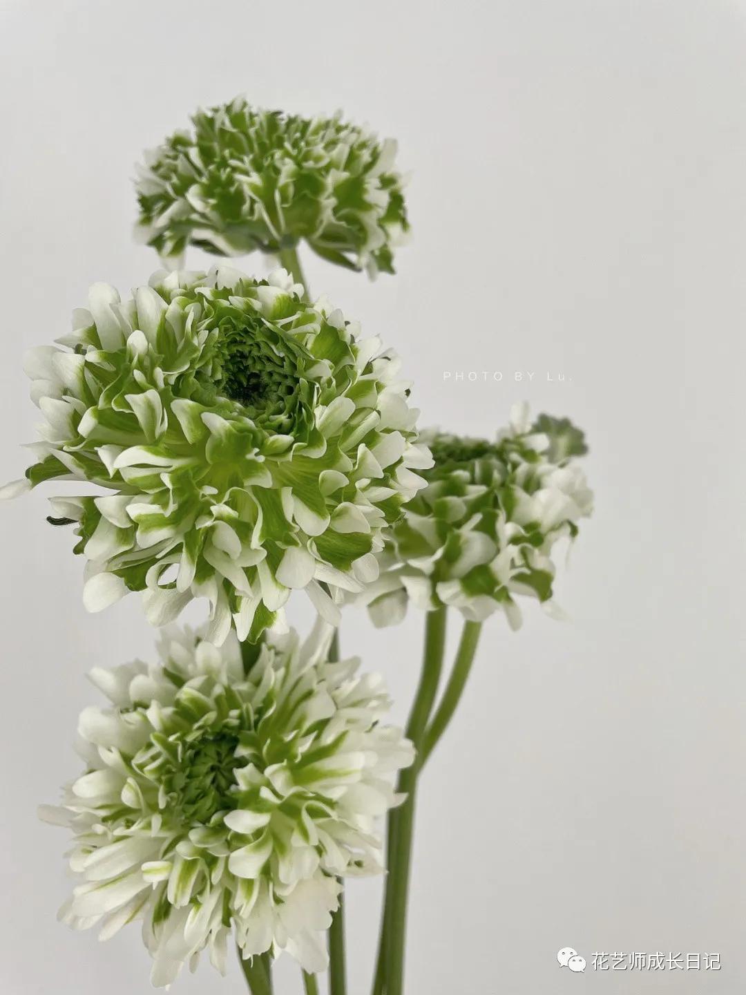 洋牡丹花期有多长时间（不同颜色洋牡丹图片分享）