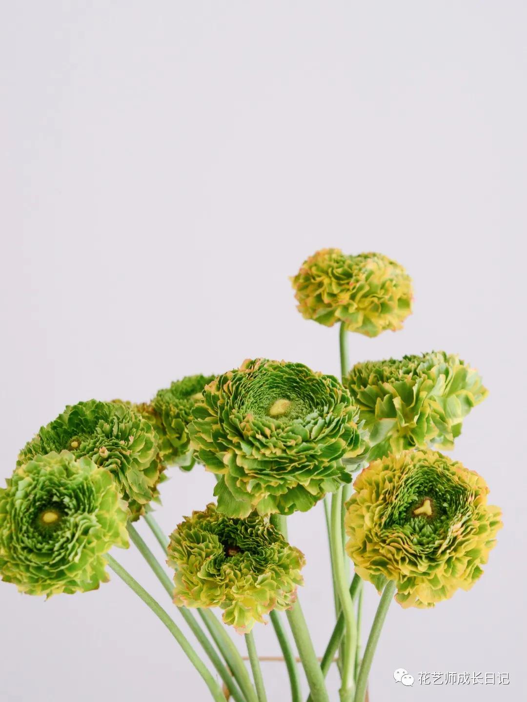 洋牡丹花期有多长时间（不同颜色洋牡丹图片分享）