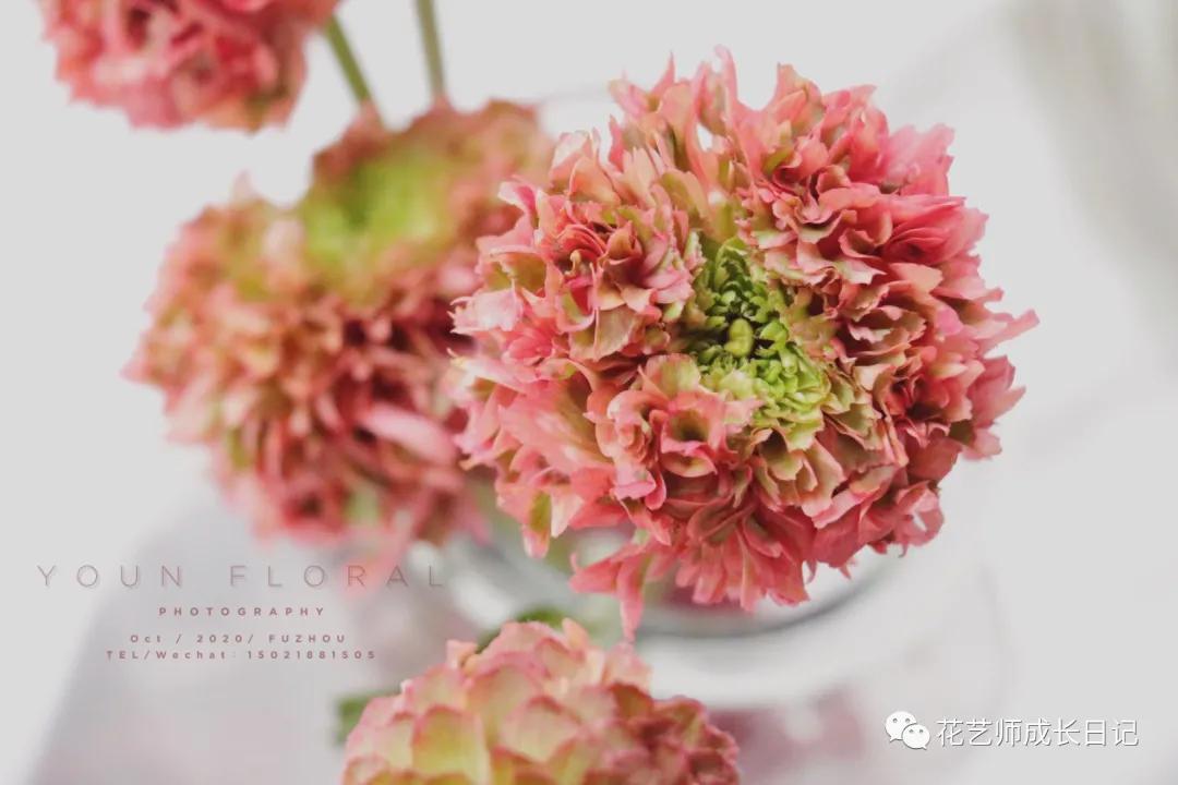 洋牡丹花期有多长时间（不同颜色洋牡丹图片分享）