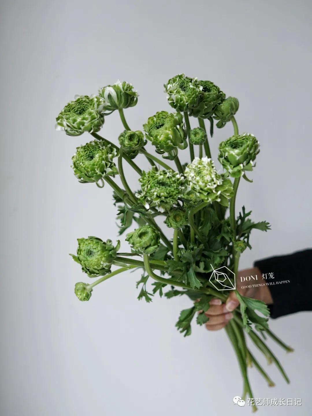洋牡丹花期有多长时间（不同颜色洋牡丹图片分享）