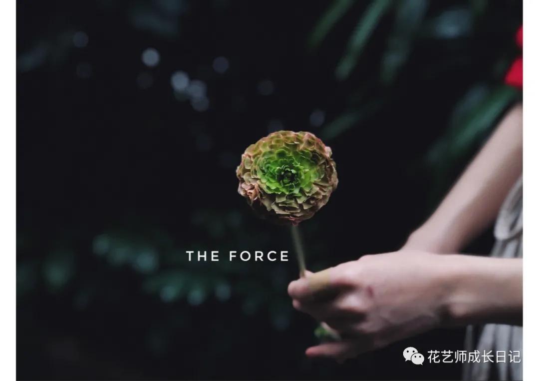 洋牡丹花期有多长时间（不同颜色洋牡丹图片分享）