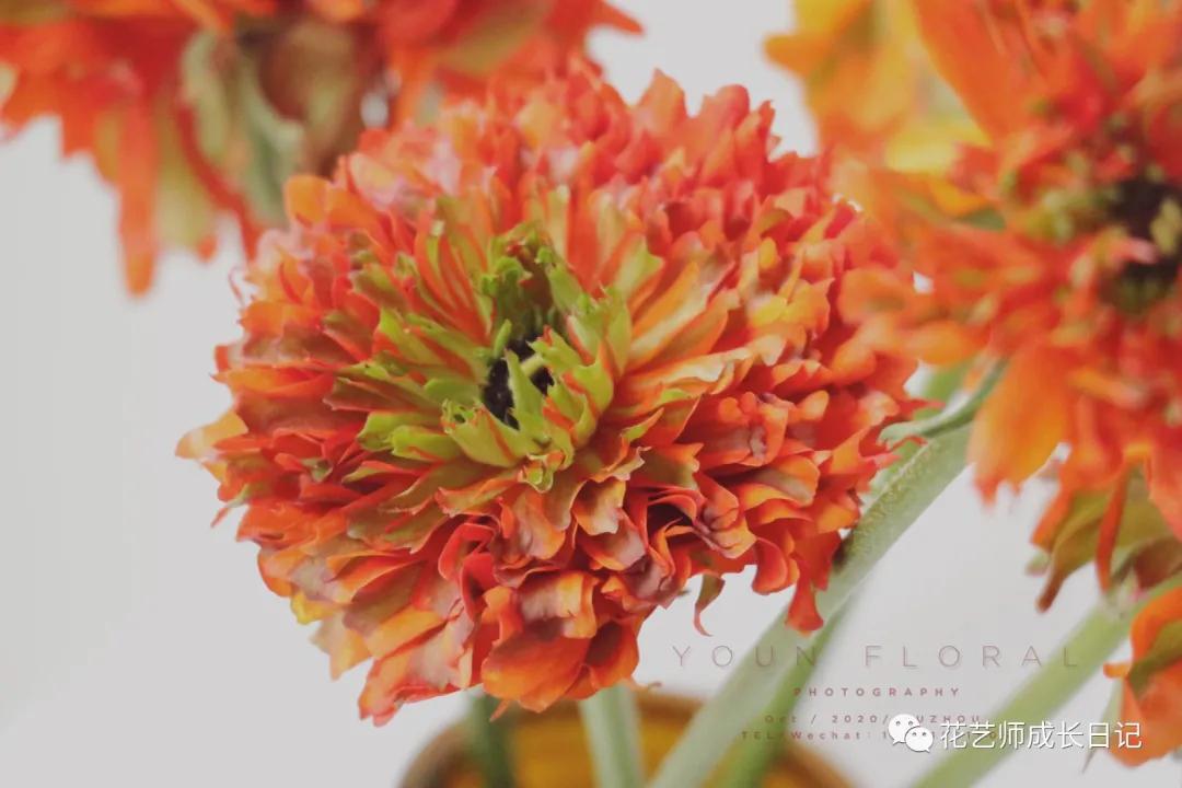 洋牡丹花期有多长时间（不同颜色洋牡丹图片分享）