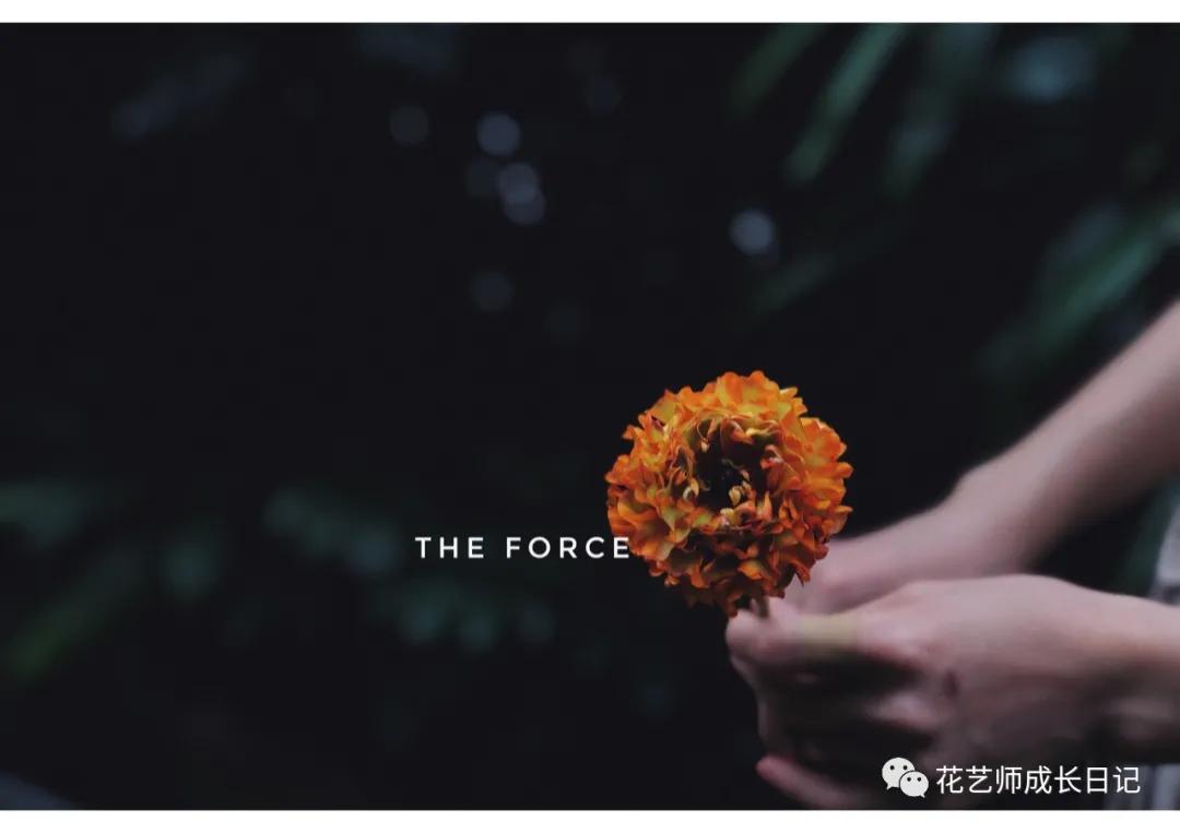 洋牡丹花期有多长时间（不同颜色洋牡丹图片分享）
