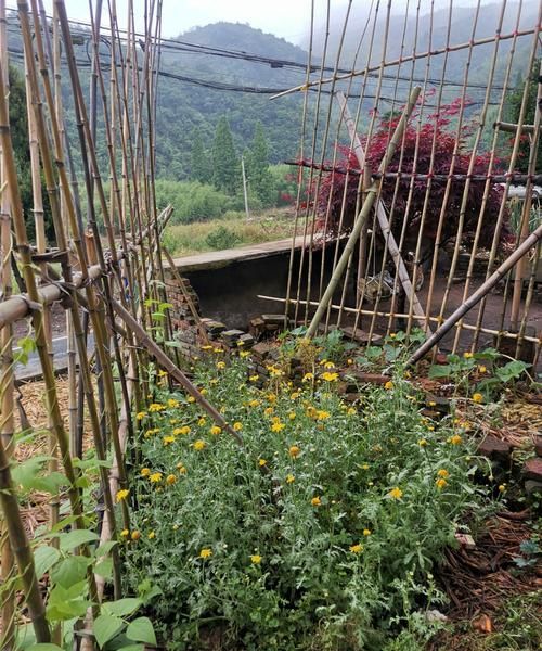 日长篱落无人过,唯有蜻蜓蛱蝶飞的意思和场景和赏析