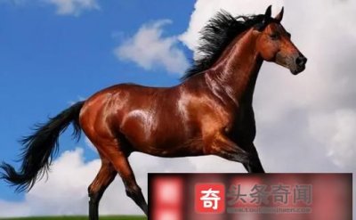 ​马最快能跑时速几公里,马最快能跑时速几公里啊