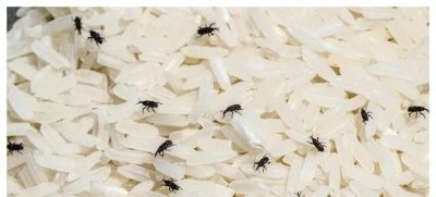 ​大米起了虫子还能吃,大米生虫还可以吃吗?