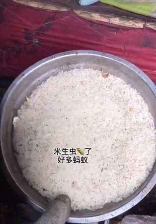 大米生虫子还能吃吗