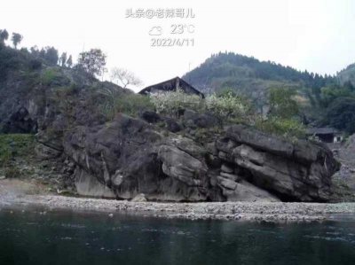 ​老鹰茶(老鹰茶，它真的像在天上飞翔)