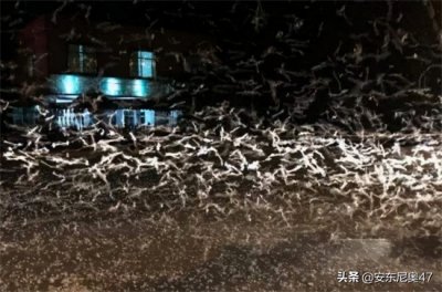 ​蜉蝣为什么只能活一天，这一辈子它们会干什么？