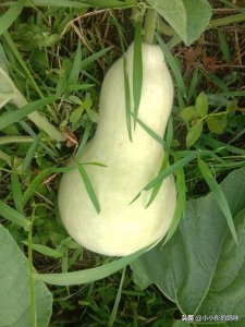 ​瓢葫芦能吃吗（夏季餐桌上常见的一道菜深受人们的喜爱）