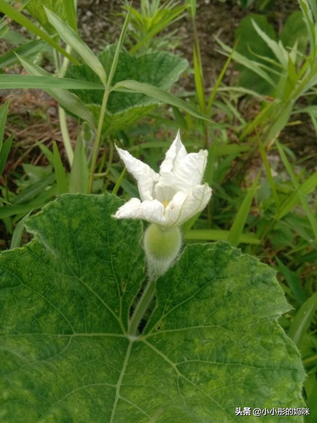 瓢葫芦能吃吗（夏季餐桌上常见的一道菜深受人们的喜爱）