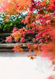 ​老婆单独和异性同事吃饭