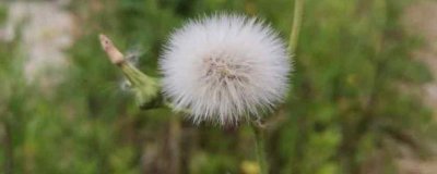 ​蒲公英的营养价值及营养成分
