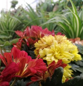 ​菊花能放在卧室吗