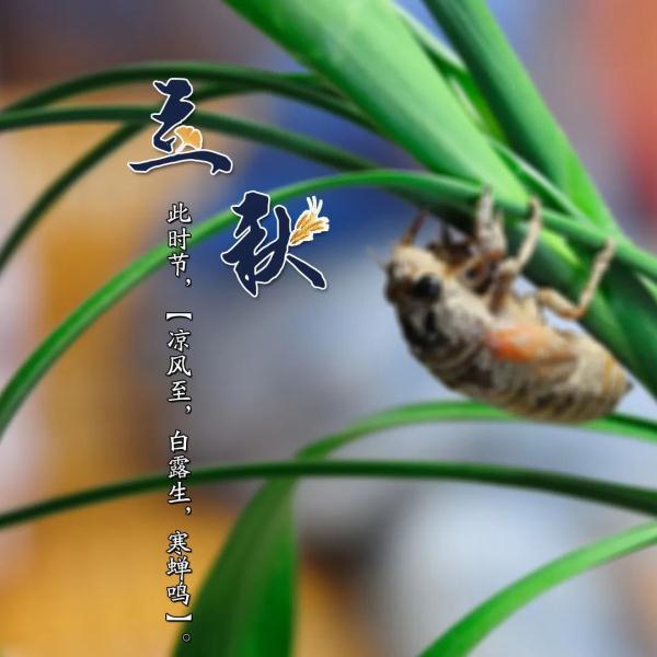 今日立秋的日历(提醒今日立秋)(6)