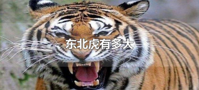 ​东北虎有多大（最大的野生东北虎有多大）