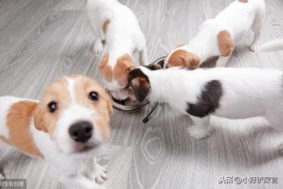 ​狗狗吃多了怎么办？你知道哪些帮助狗狗清理肠胃的方法？