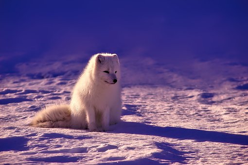 fox-1758183__340.jpg