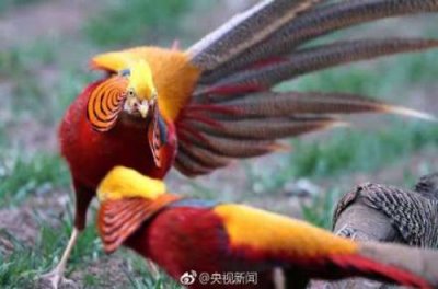 ​红腹锦鸡是几级保护动物（野生红腹锦鸡是几级保护动物）