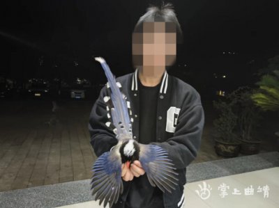 ​红嘴蓝鹊是几级保护能养吗（红嘴蓝鹊属于几级保护）