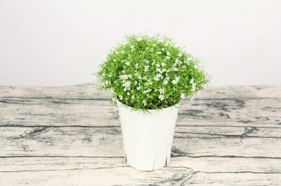​满天星干花要水养吗，水养能养多久