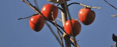 ​柿子跟茶可以一起吃吗 茶和柿子能一起吃吗