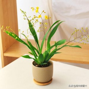 ​家庭盆栽文心兰，做好这5点，生长期旺盛，开花繁茂且艳丽