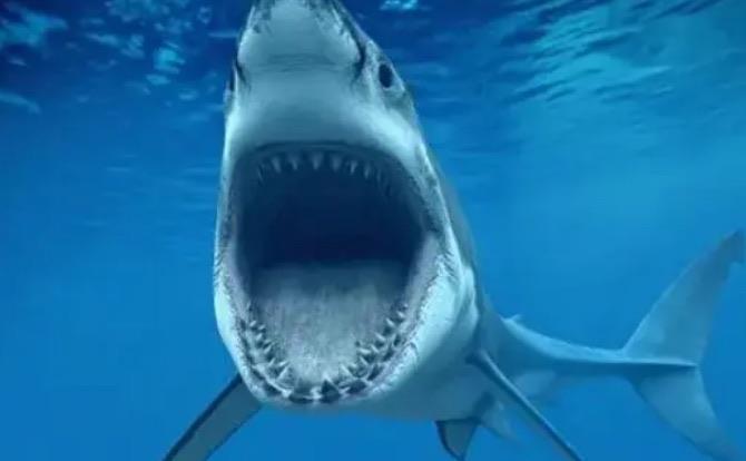 生活鲨鱼凭借哪种特殊感应方式对周围环境微弱的变化也可以做出判断 神奇海洋8月24日答案  1