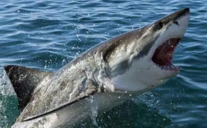 生活鲨鱼凭借哪种特殊感应方式对周围环境微弱的变化也可以做出判断 神奇海洋8月24日答案  2