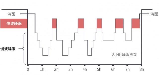 生活根据人脑电波可将睡眠分为哪两种  1