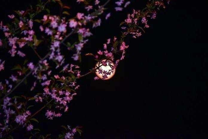 生活凌晨三点半海棠花未眠什么意思  1