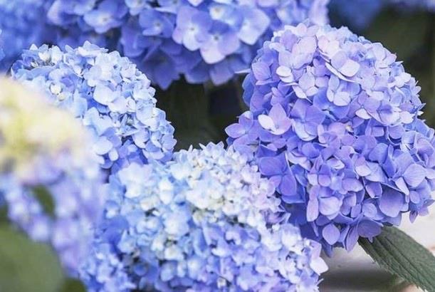 生活绣球花为什么又叫死人花：不叫死人花(别称为八仙花)  4