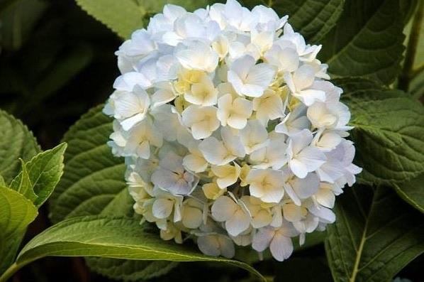 生活绣球花为什么又叫死人花：不叫死人花(别称为八仙花)  1