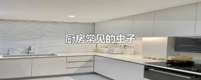 ​厨房常见的虫子图片及名称大全 厨房常见的虫子