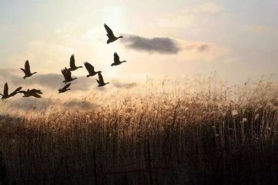 ​秋雁南回是什么季节