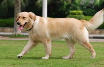 ​小狗鼻子干但不发烧怎么回事？小狗鼻子发干是发烧