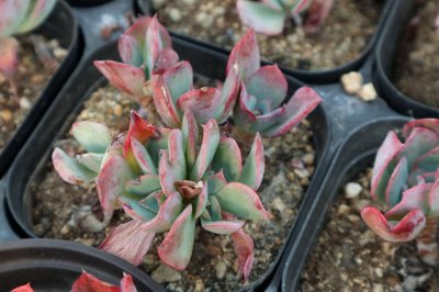 ​这么可爱的多肉！你居然养这么丑！