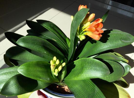 君子兰有毒吗(1分钟带你了解关于君子兰的知识)